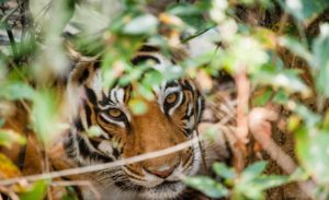 Tigre en Bandhavgarh, Safari India. Indika Viajes