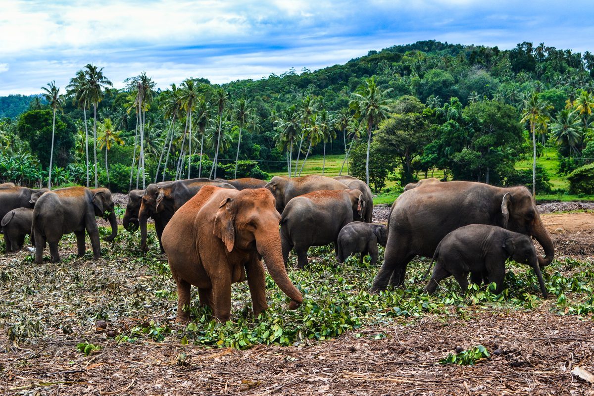 Manada de elefantes salvajes en Sri Lanka – destino ideal para luna de miel en Asia en otoño