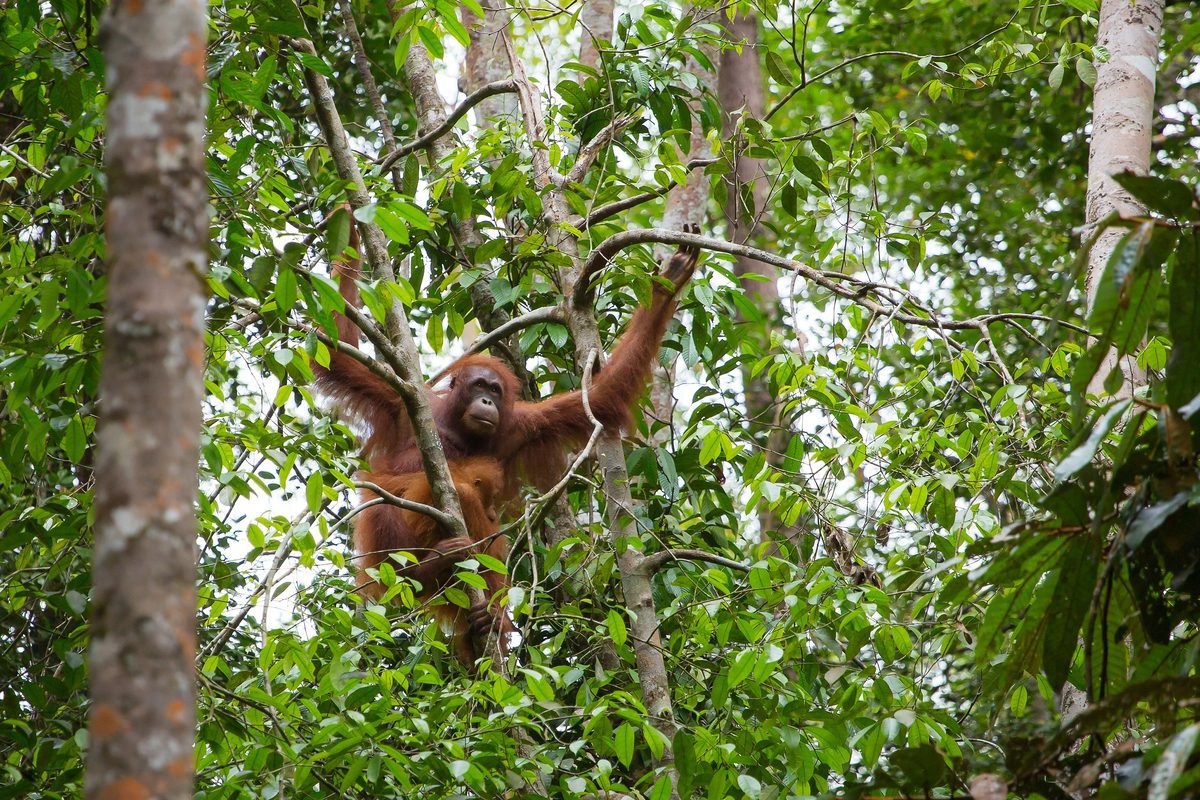 Orangútan salvaje trepando entre los árboles de la selva tropical del Parque Nacional Gunung Leuser, Sumatra, Indonesia