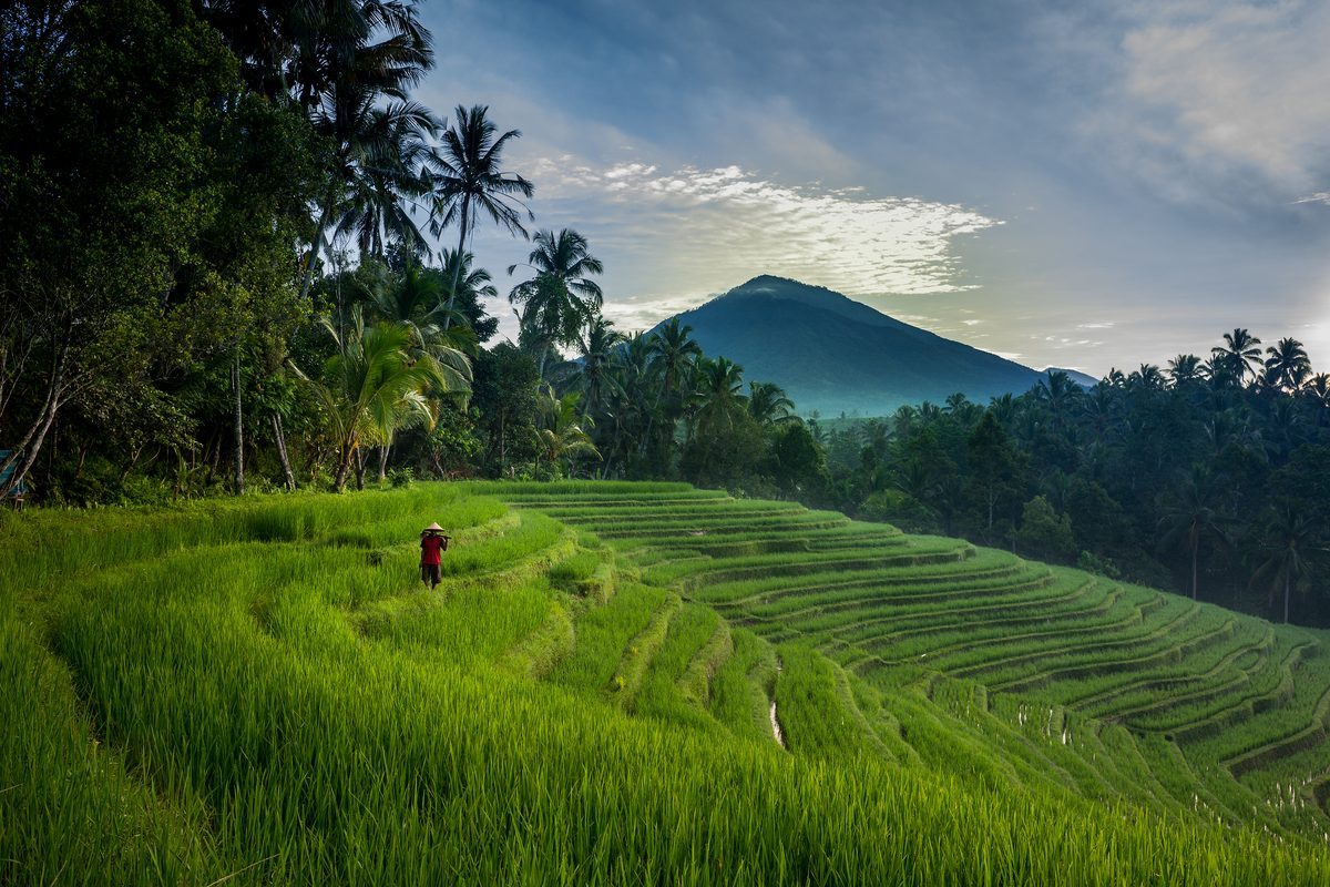 terrazas-arroz-bali-ubud-viaje-indonesia_1