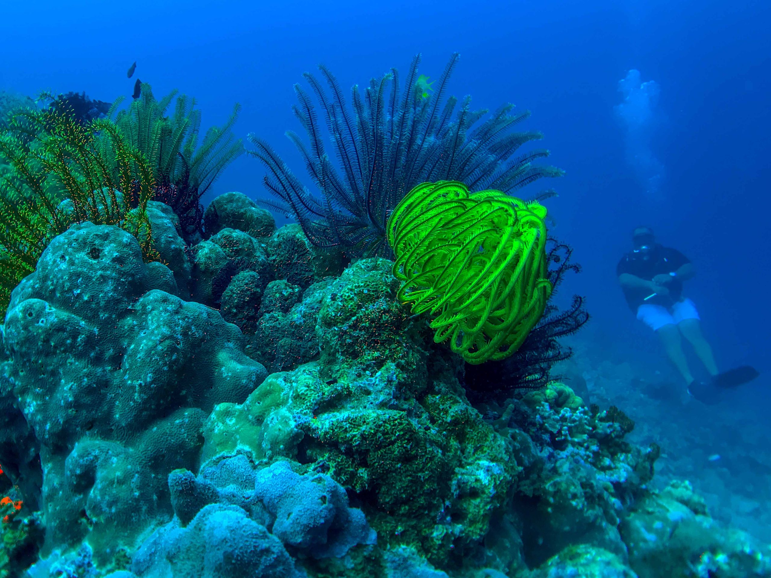Corales gigantes y banco de peces de colores en el arrecife protegido de Apo Island, Negros, Filipinas