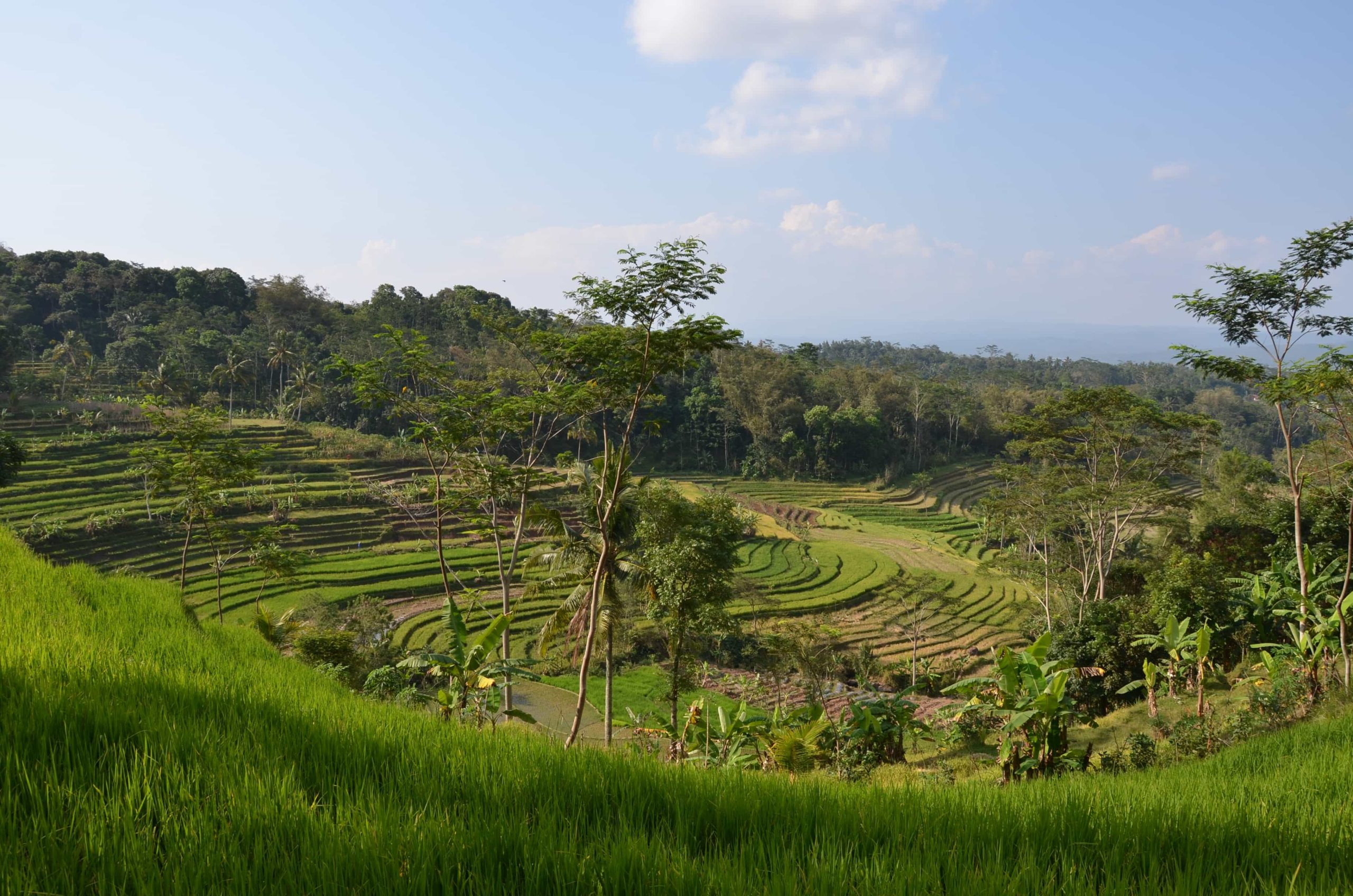 Terrazas de arroz en Java — Indonesia Terrazas de arroz en la campiña javanesa cerca del templo de Selogriyo, Java, Indonesia