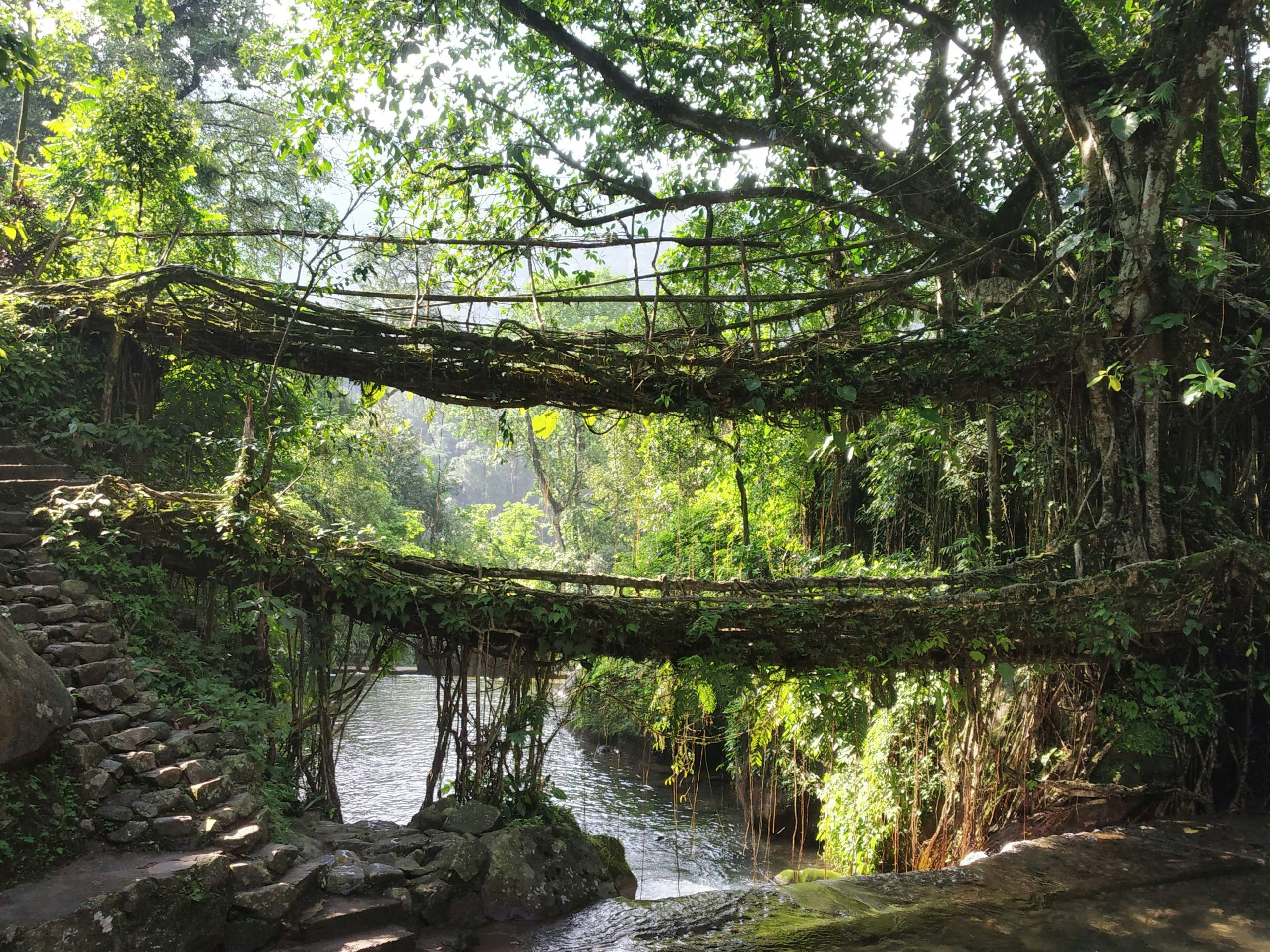 Puente vivo de raíces de doble nivel en Nongriat, Meghalaya