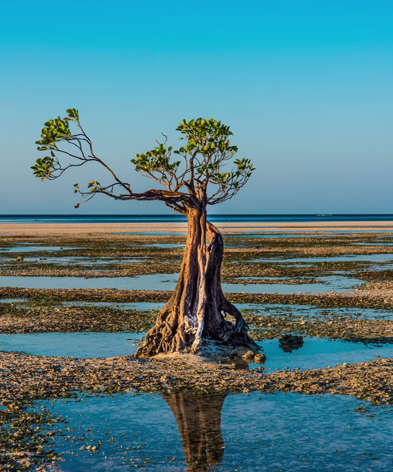 Manglares suspendidos sobre el agua reflejando el cielo al atardecer en la playa de Walakiri, Sumba, Indonesia