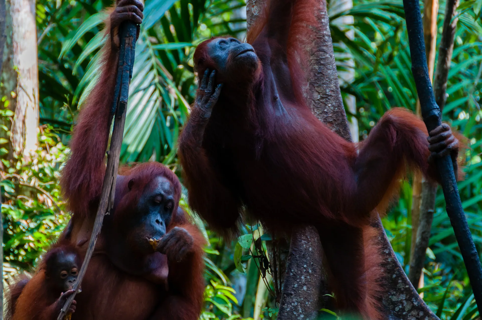 Orangutanes salvajes con una cría en Tanjung Puting, Borneo: viaje en familia por Indonesia